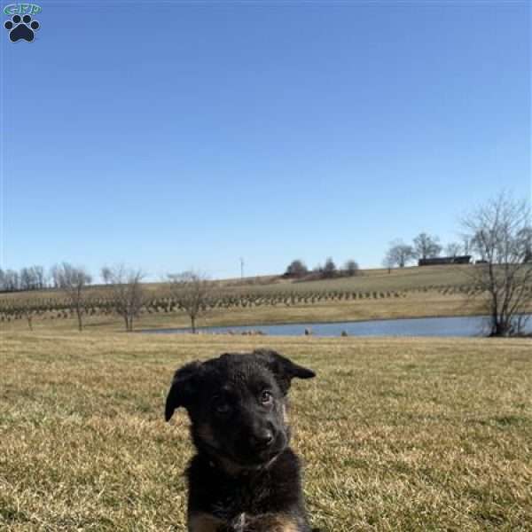 Patsy, German Shepherd Puppy